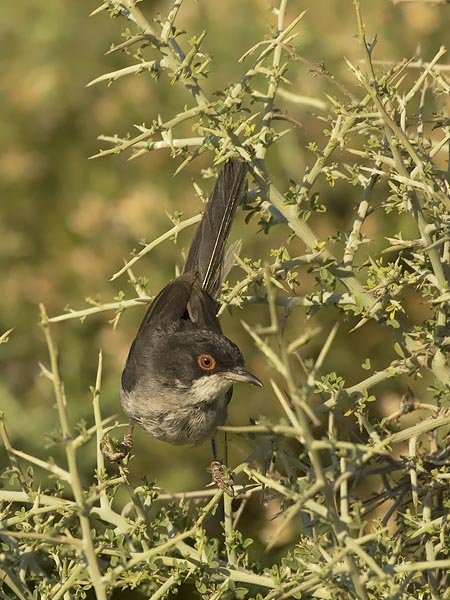 Samettipääkerttu, Sardinian Warbler, Sylvia melanocephala